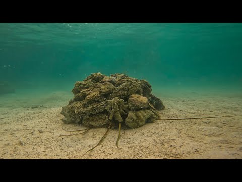 Building a $0 DIY fish trap - You won't believe how many showed up!