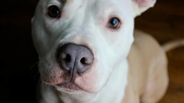 Shelter’s longest resident meets his new parents — and their instant ...
