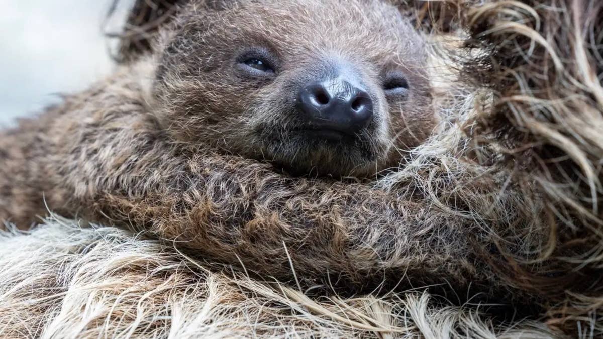 San Diego Zoo’s tiny baby sloth is holding onto mom for dear life