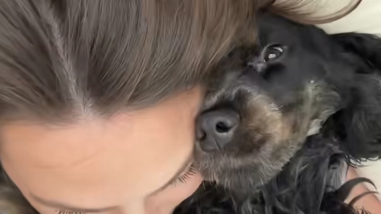 Clingy black cocker spaniel loves to sit on his owner like a human child