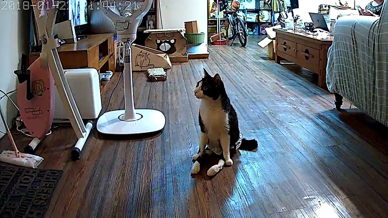 Paralyzed cat has the sweetest reaction to owner coming home