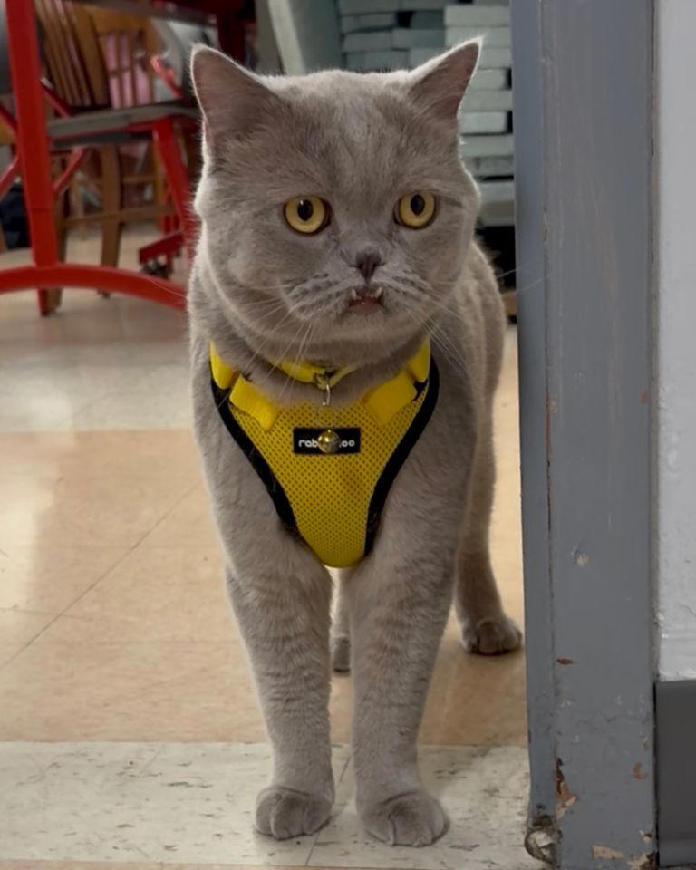 Art teacher gets cat registered as a therapy animal. Now he roams the ...