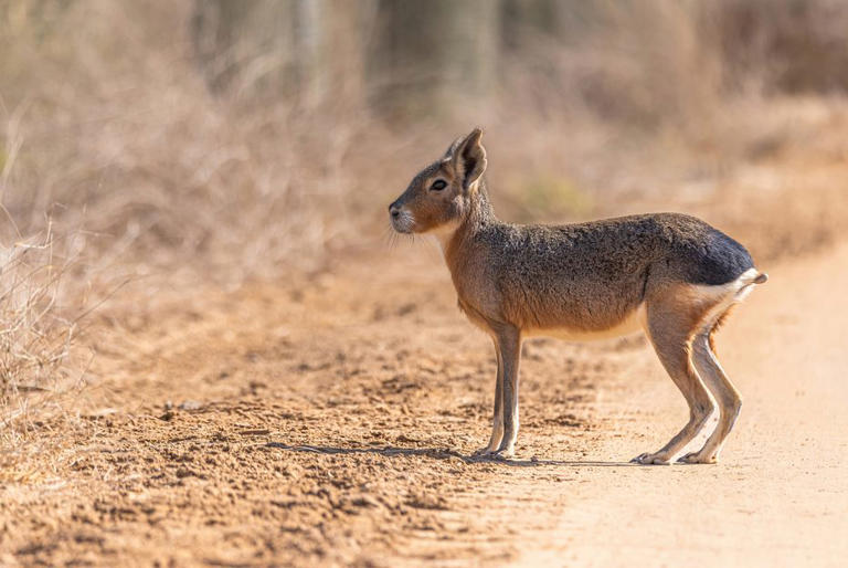 It's the size of a French bulldog, looks like a deer crossed with a ...