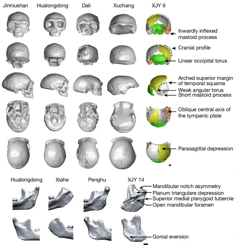 Ancient proteins offer new clues to what Denisovans looked like