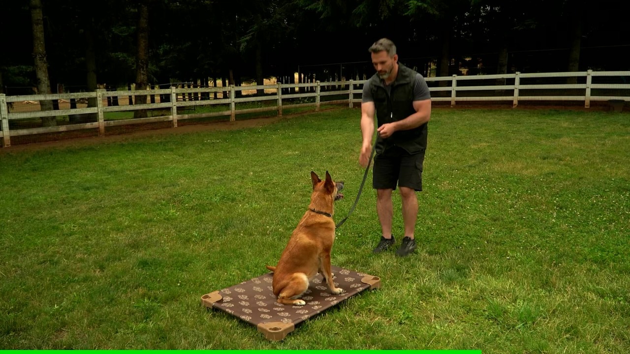 Inside Nate Schoemer’s daily dog training routine
