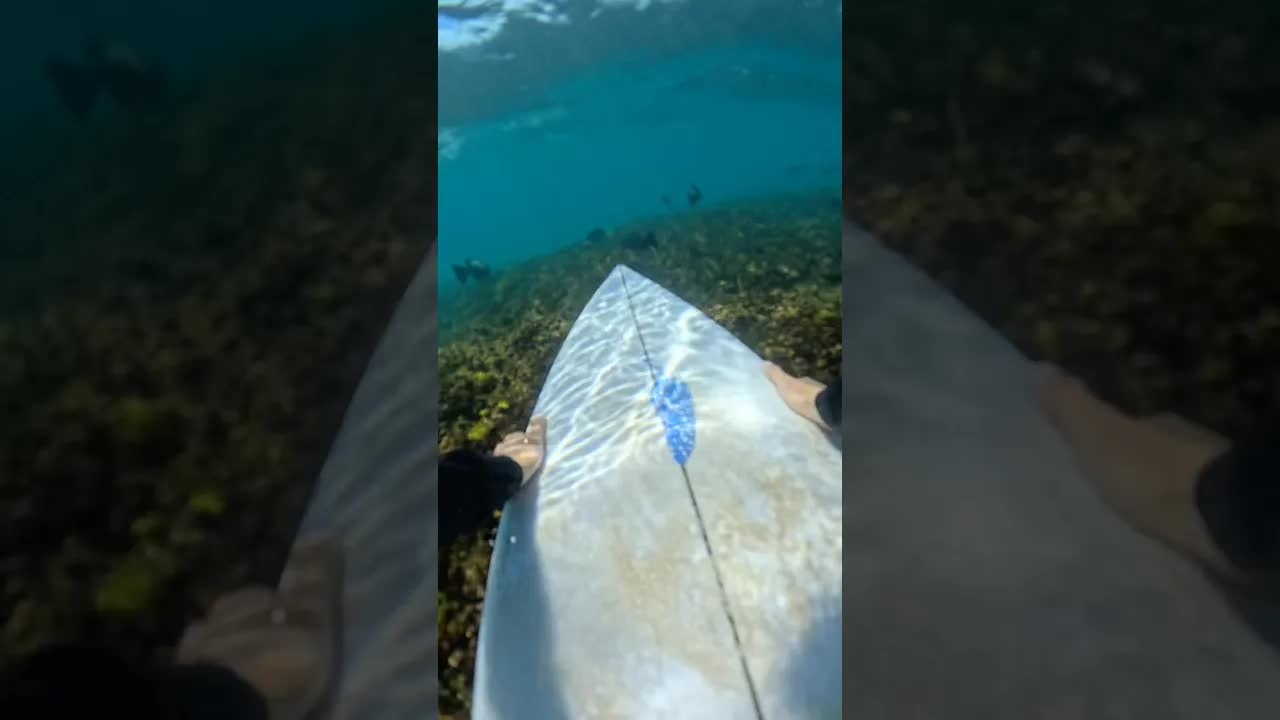 Surfing among tropical fish