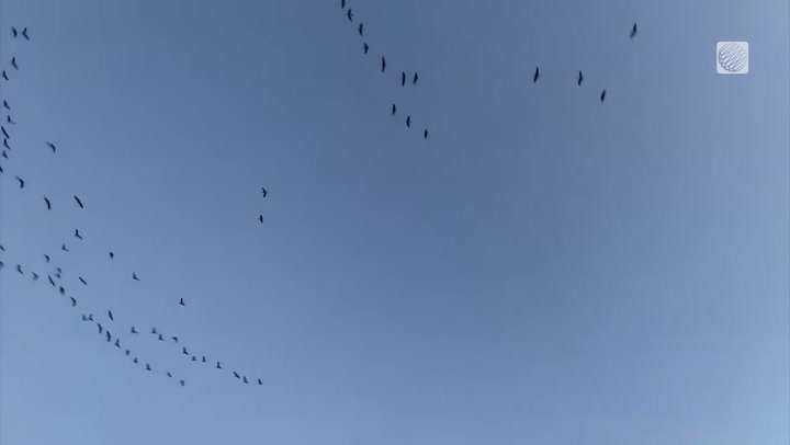Geese migration during sunset
