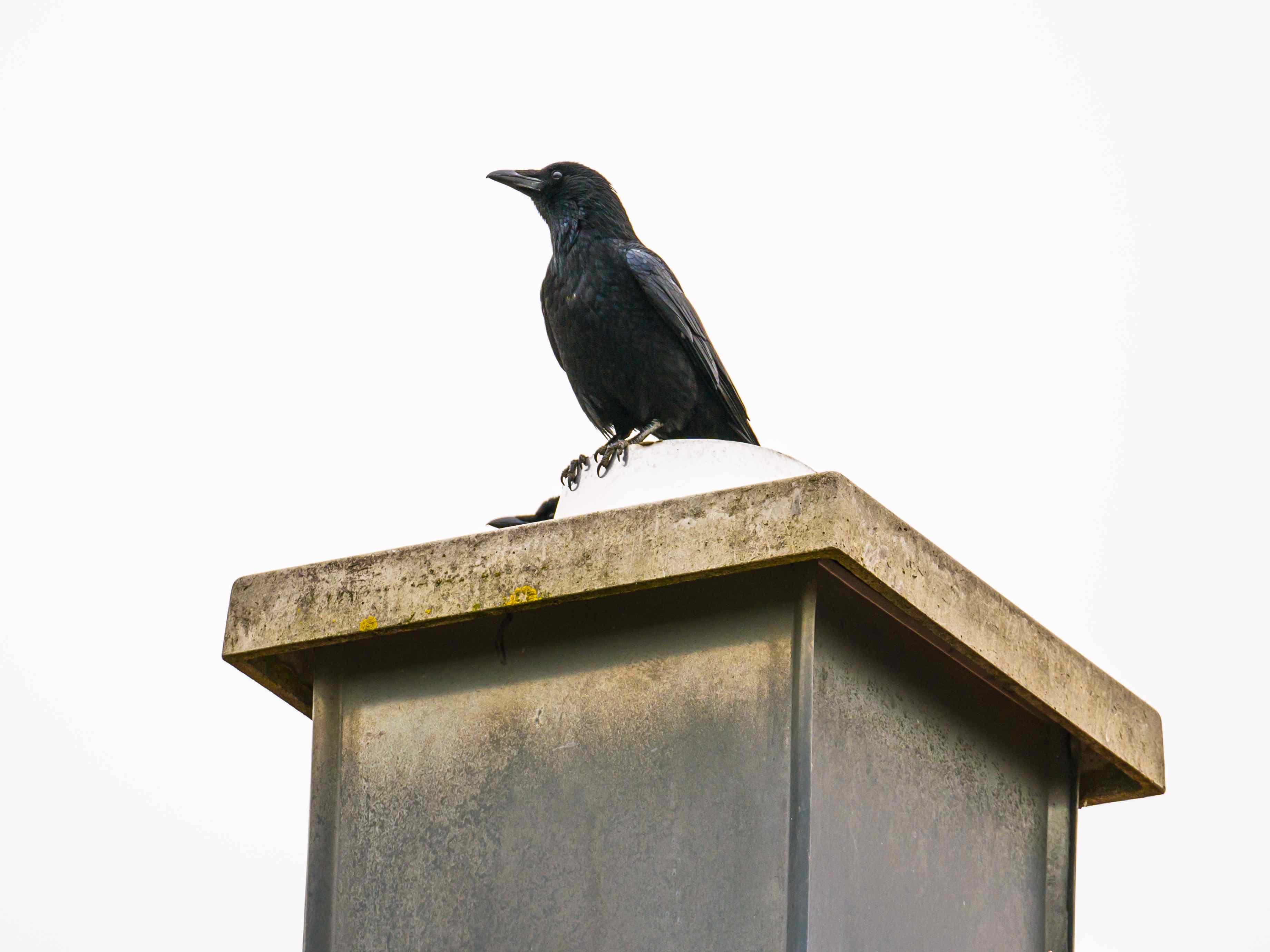 What to do if you find a bird’s nest in your chimney