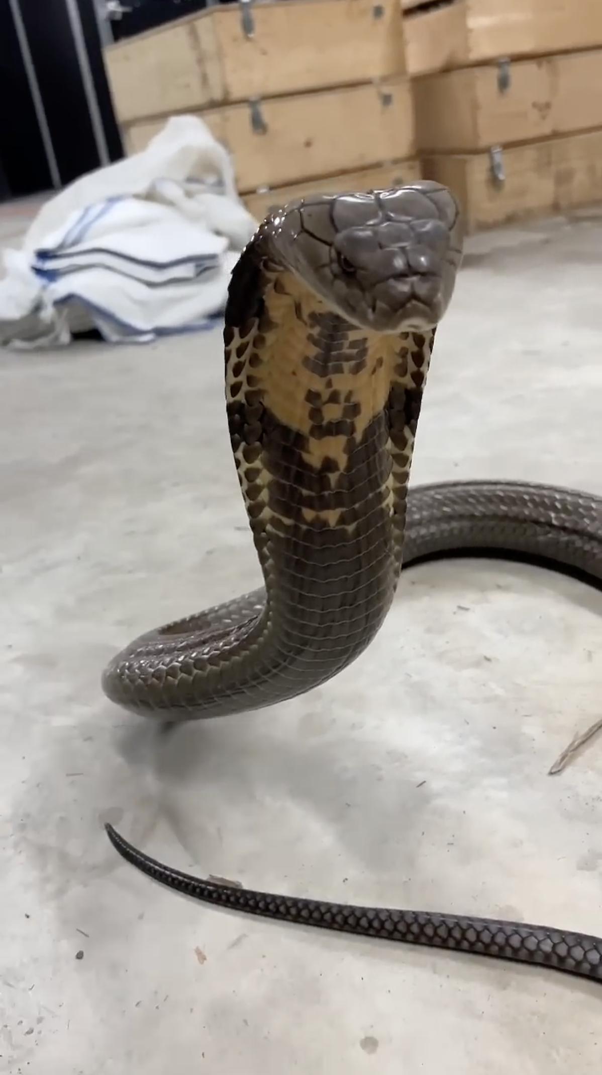This king cobra's terrifying roar will give you chills!