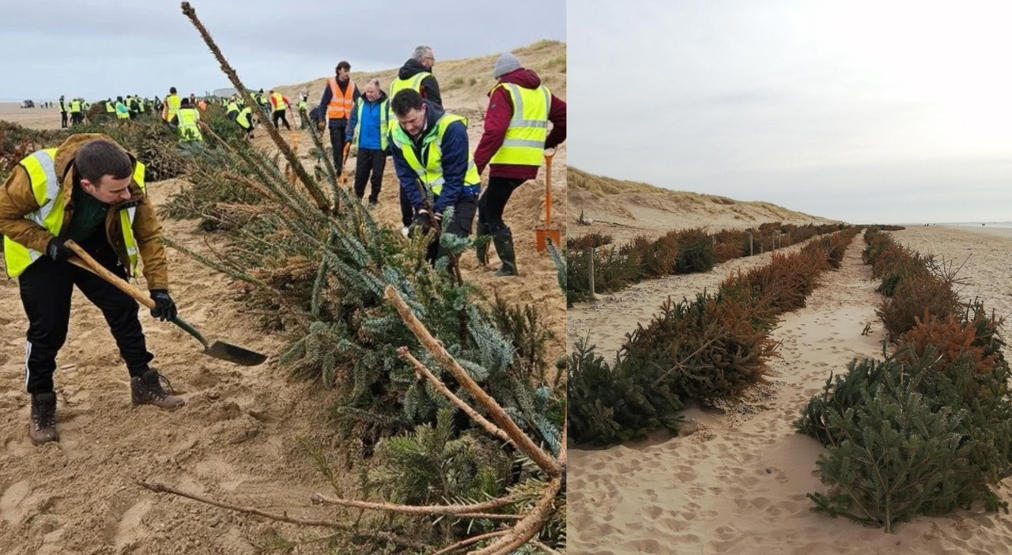 Oltre 2,000 alberi di Natale sepolti sotto la sabbia: il trucco degli inglesi per proteggere le coste