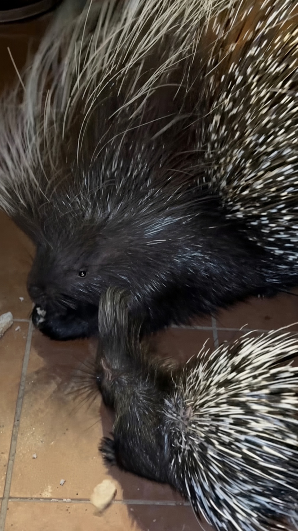 A porcupine family enjoys feeding time