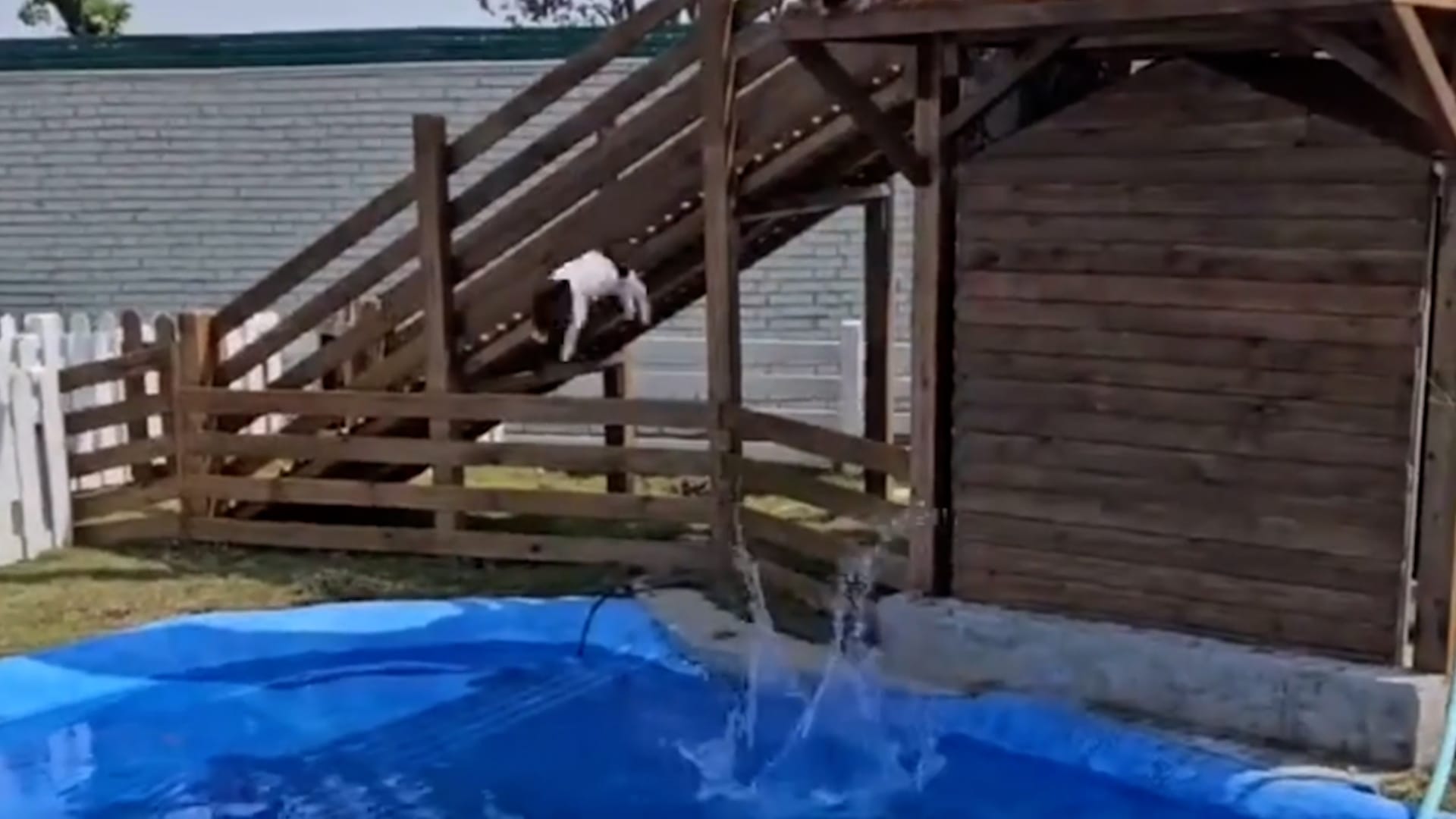 Adorable mini pigs take turns diving into swimming pool