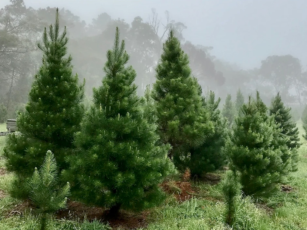 9 best Christmas tree farms in Sydney