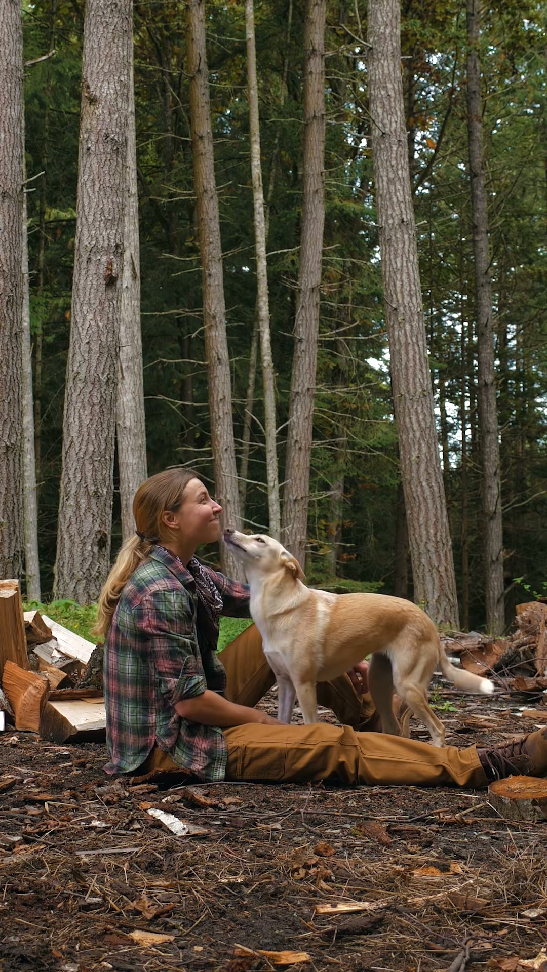 Logs and the dog