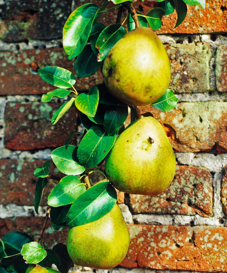 October is the time to order these fruit trees – for a lifetime of ...