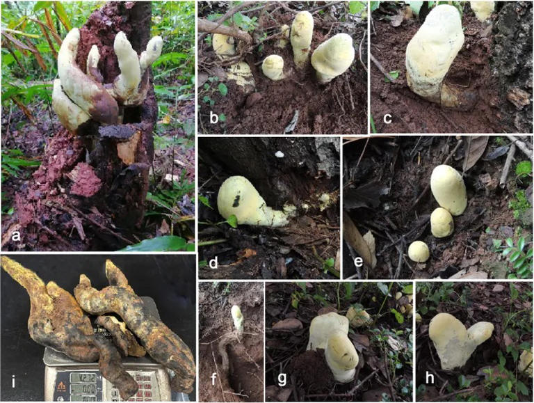 A Chinese team found a 50-centimeter fungus named after T Rex, and it ...