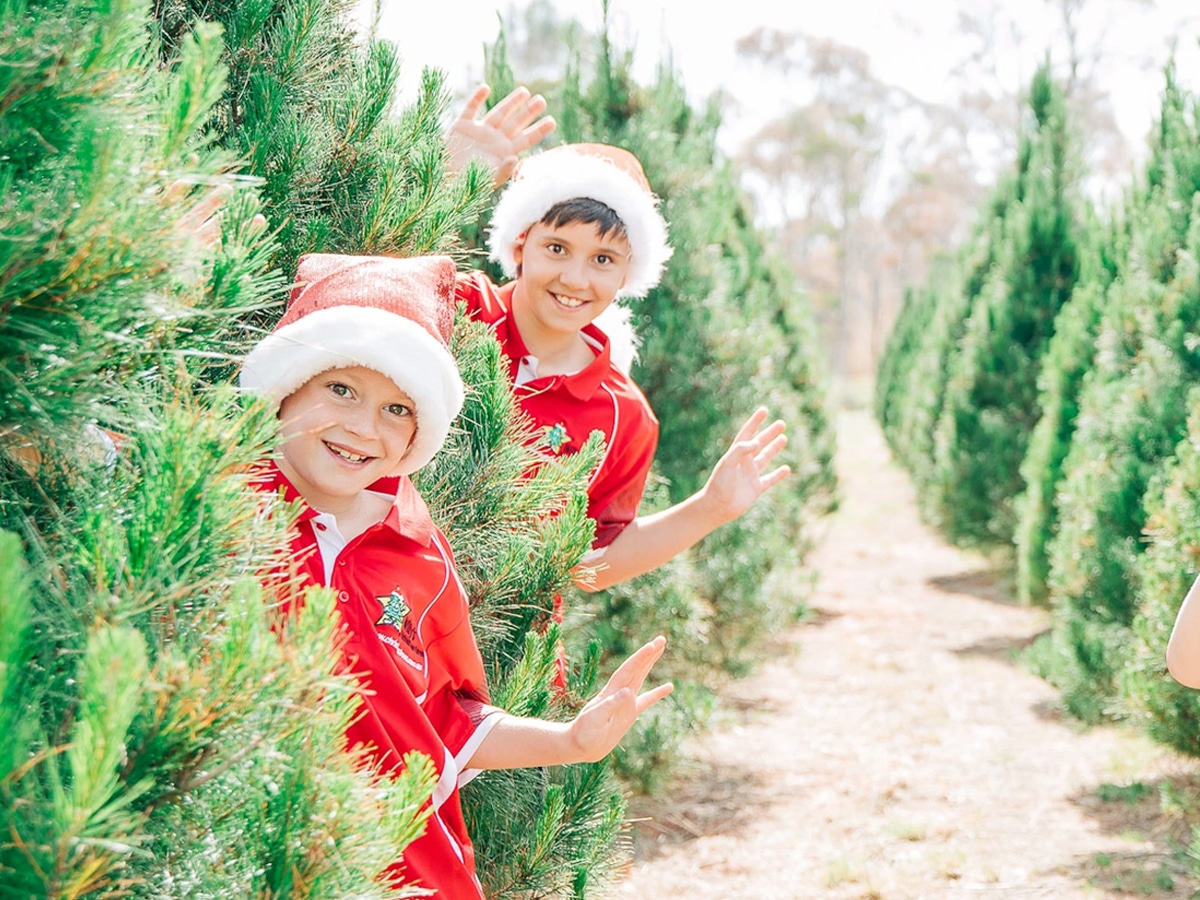 9 best Christmas tree farms in Sydney