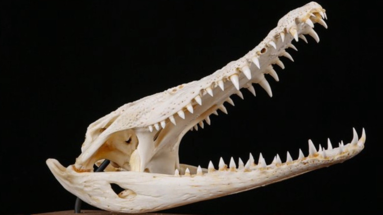 Scientists reexamined a 45-million-year-old crocodile fossil. They ...