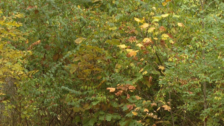 Fall colors draw hikers to Rum Village as crisp weather signals season ...