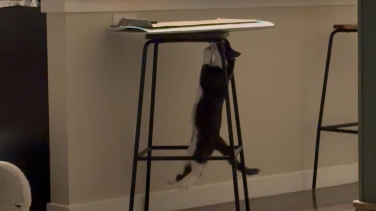 Kitten Lifts Entire Body Weight Off Bar Stool String