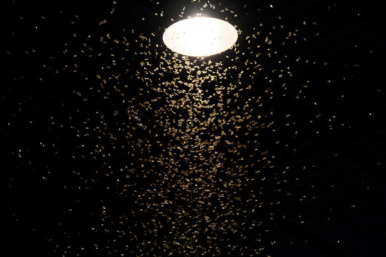 How outdoor lighting choices attract flying pests and ants