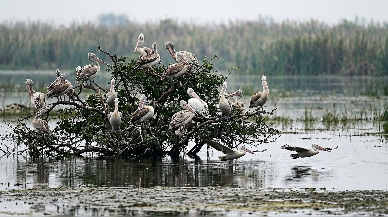 Chennai’s Pallikaranai marsh becomes permanent habitat for spot-billed ...