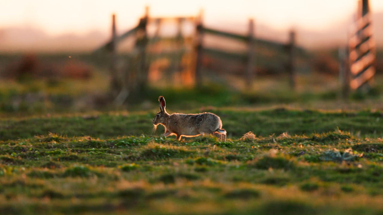 Watch this rabbit enjoying a peaceful stroll