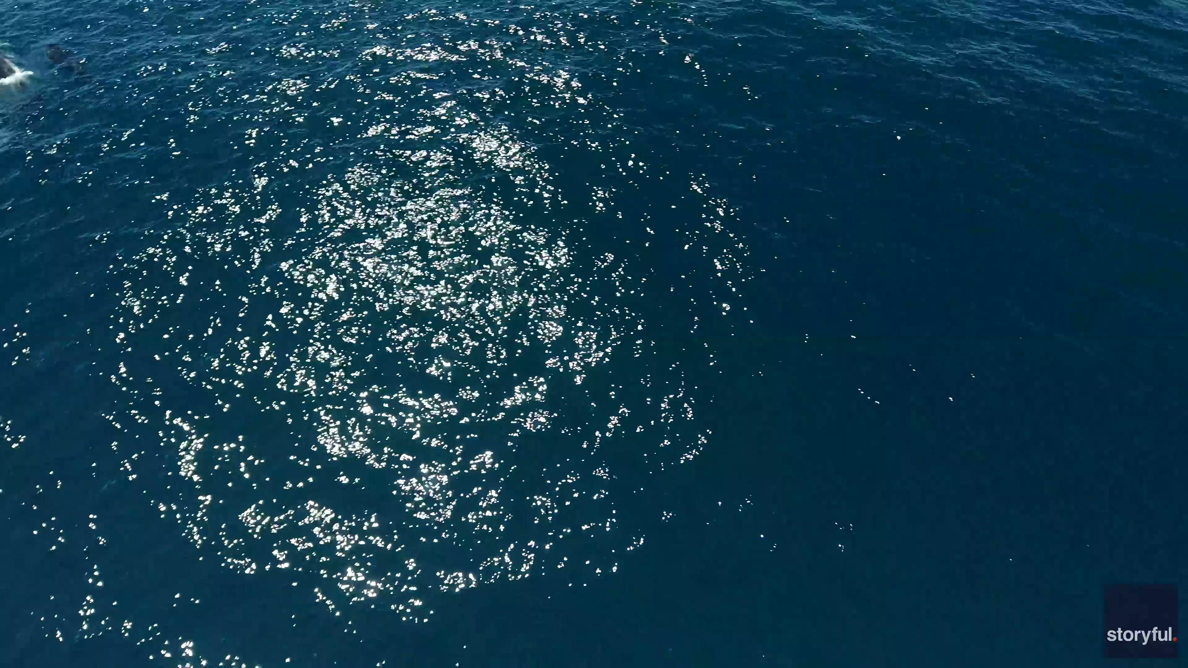 Rare pod of 10 plus killer whales spotted off Dana Point