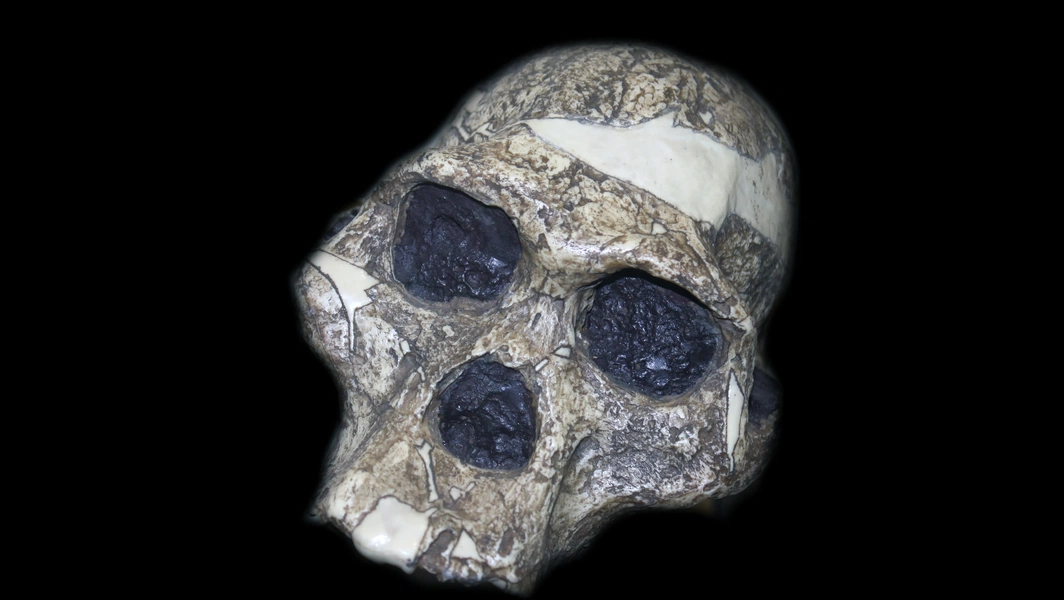 New study maps brain evolution from Australopithecus to Homo