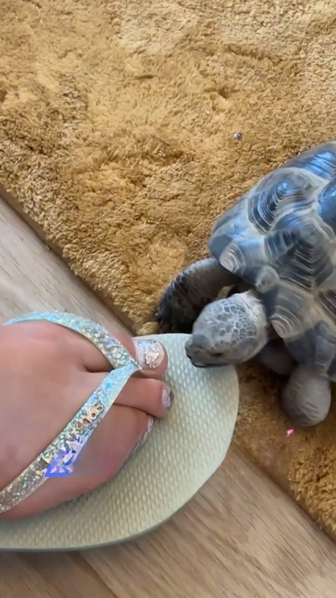 Tortoise interrupts a family celebration with an unexpected toe bite