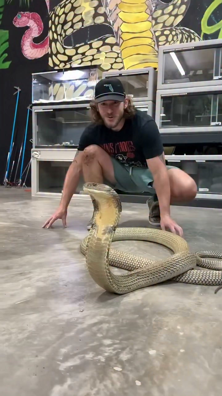Observing a giant king cobra