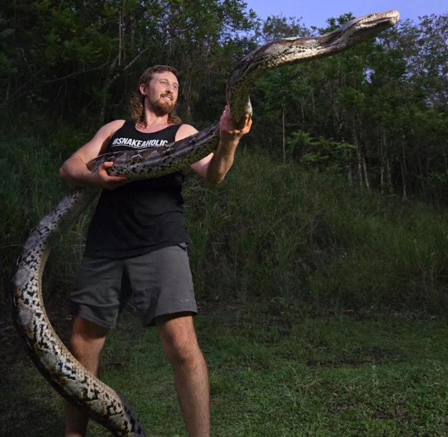 Florida python hunter catches record reticulated python in Puerto Rico ...