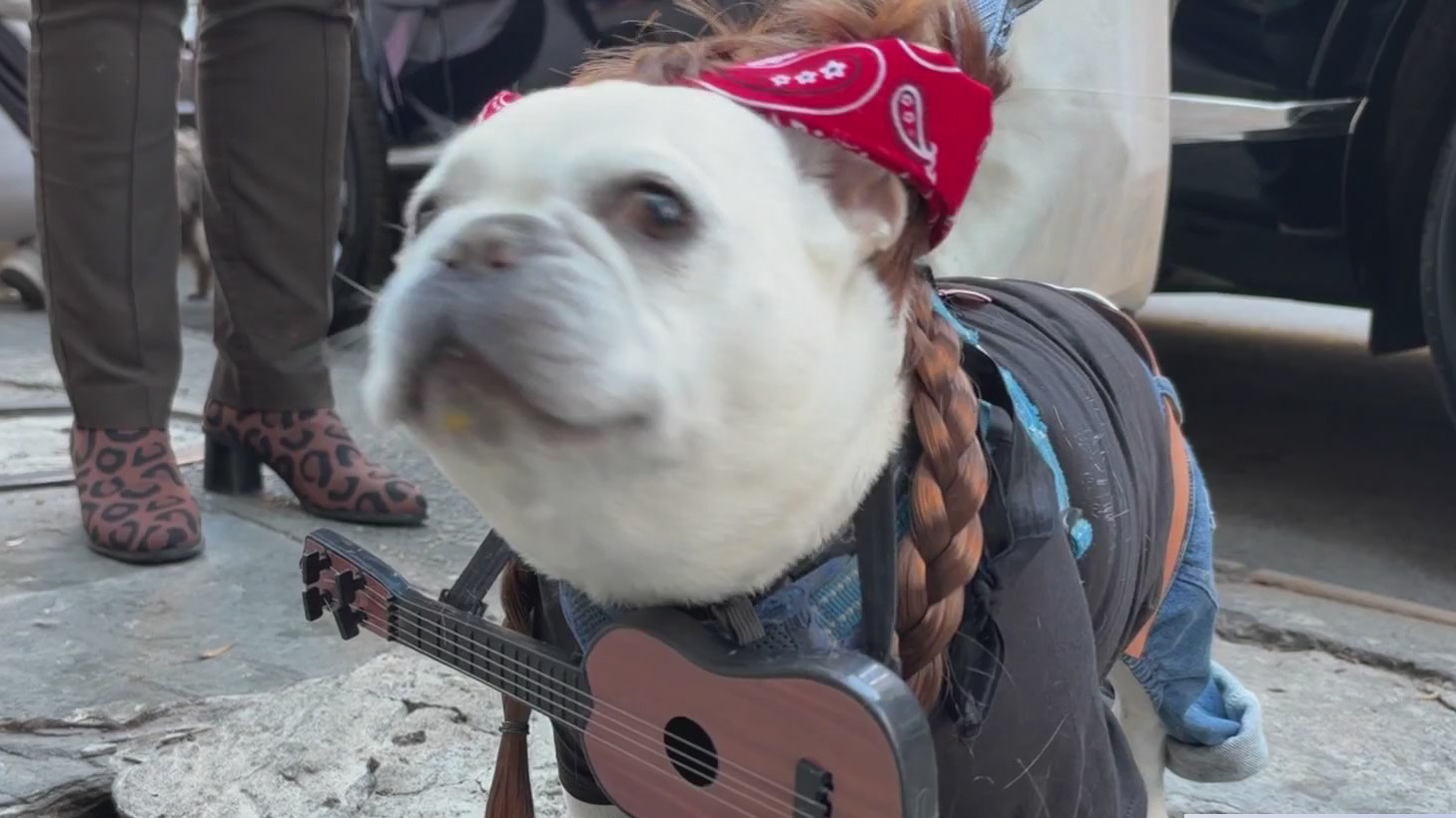 NYC dogs dressed as Willie Nelson, Superman this Halloween