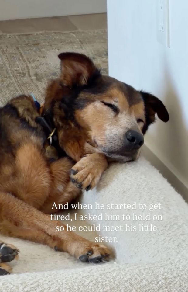 Derek Hough mourns death of his dog Romie after 14 years together ...