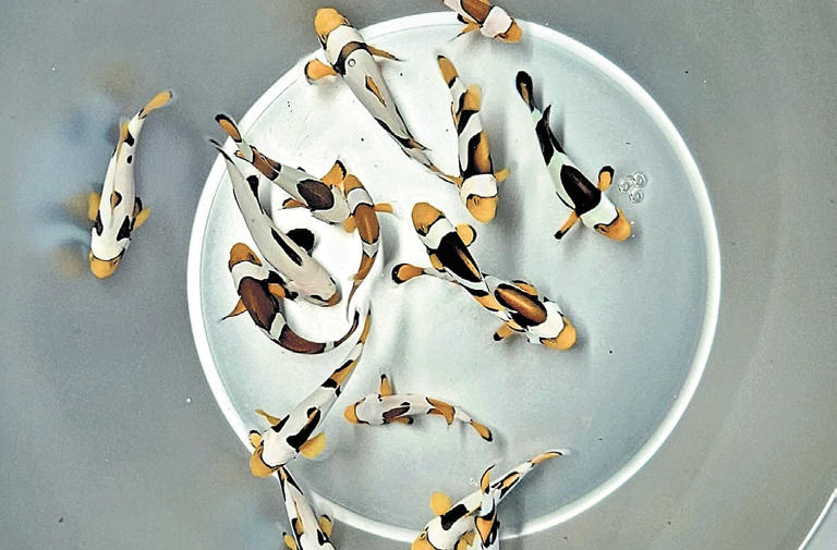 Pulicat tribal women hook success with ornamental fish harvest
