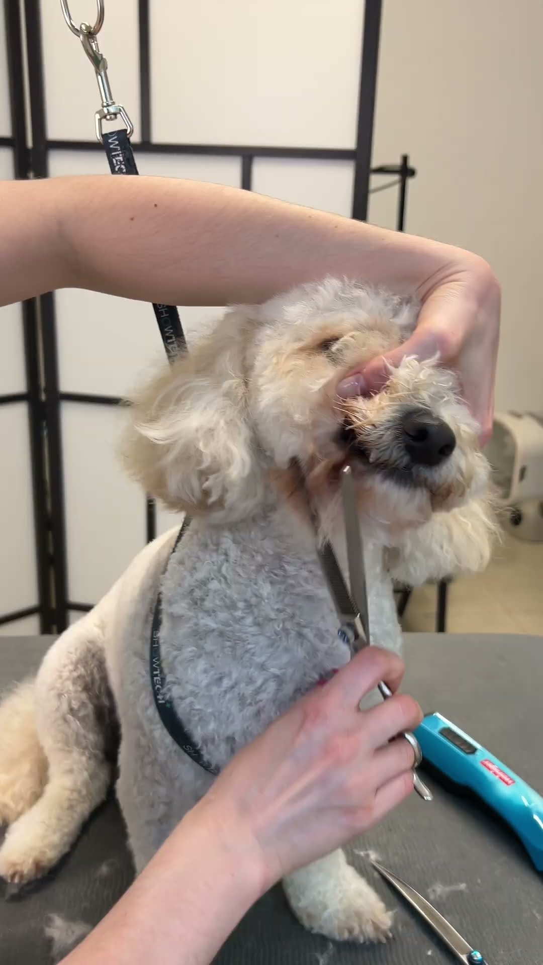 Ultimate small dog grooming transformation: Step-by-step fluffy dog ...