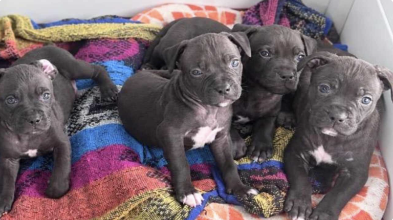Meet Rascal Rascals: The tiny 4.8 lb puppy looking for love