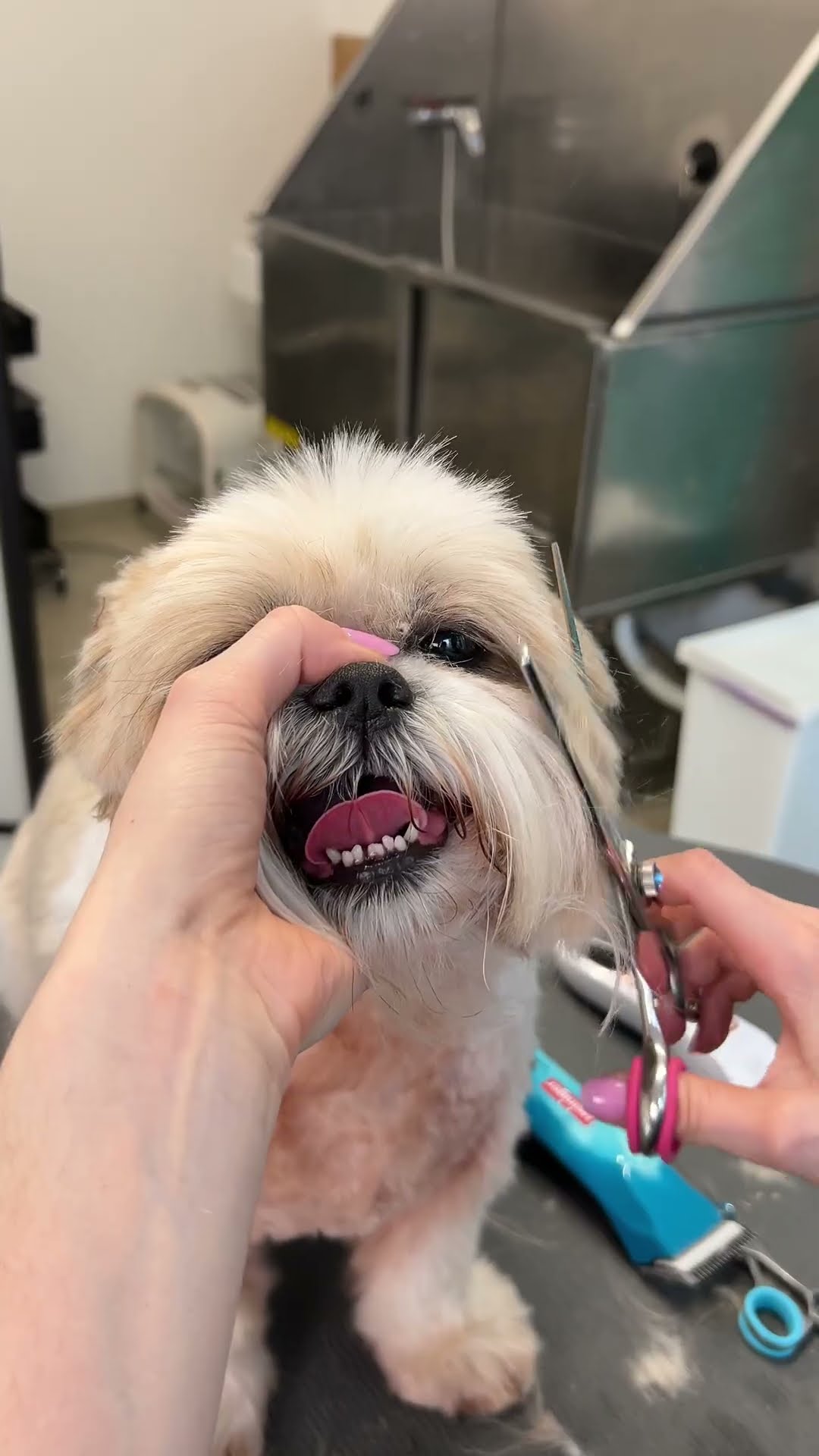 Shih Tzu grooming transformation: From fluffy to fabulous!