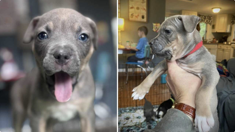 Meet Rascal Rascals: The tiny 4.8 lb puppy looking for love