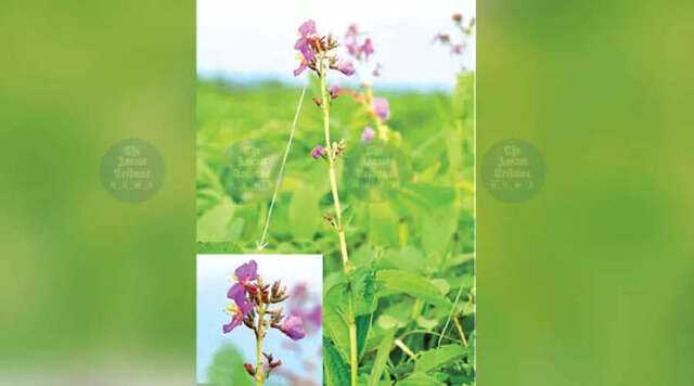 New flower species discovered in Manas National Park, Assam