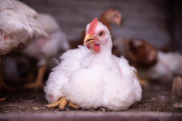 Animal charity urges shoppers to rethink chicken choices over health risks