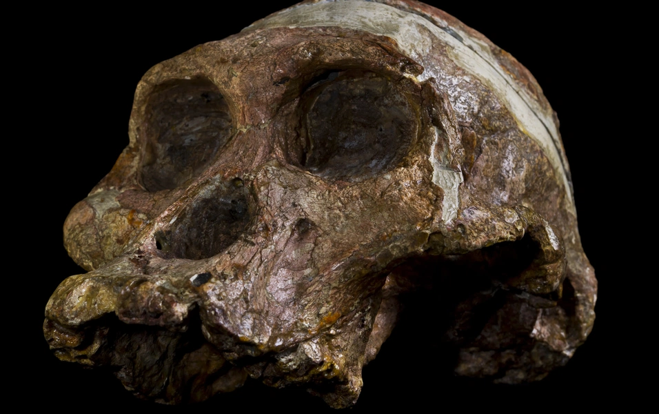 New study maps brain evolution from Australopithecus to Homo