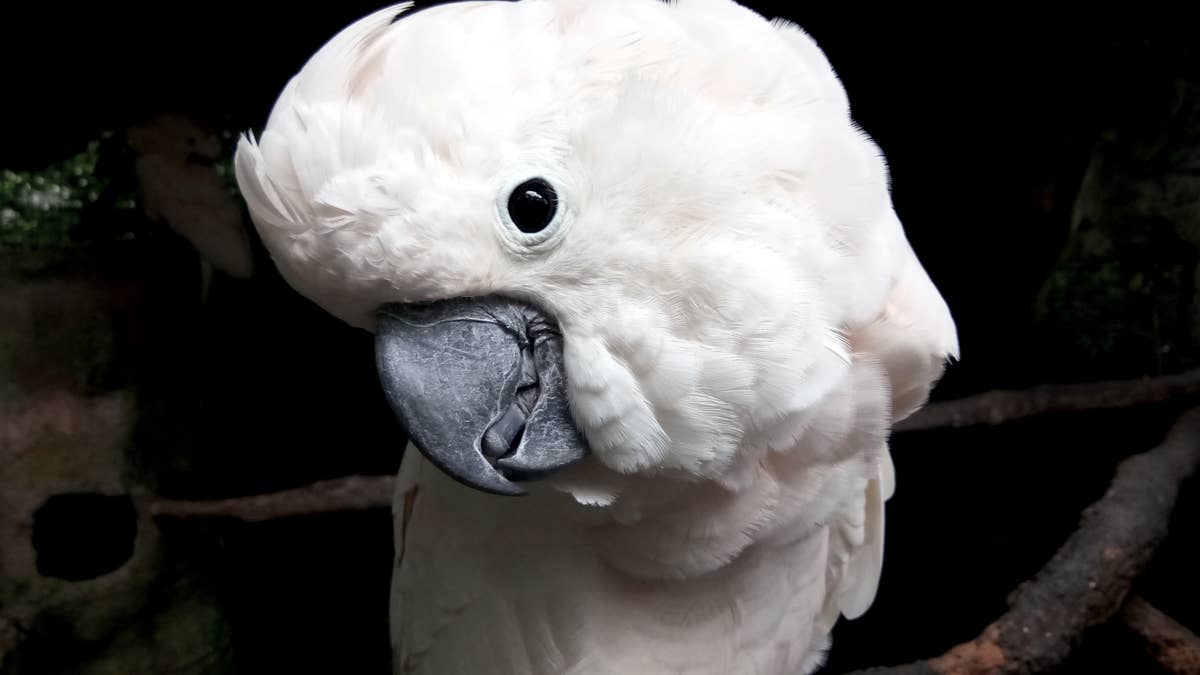Hilarious cockatoo turns the school pickup line into his own personal comedy show