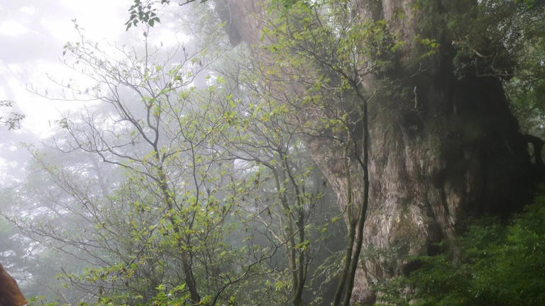 9 of the world’s oldest trees that have survived for thousands of years