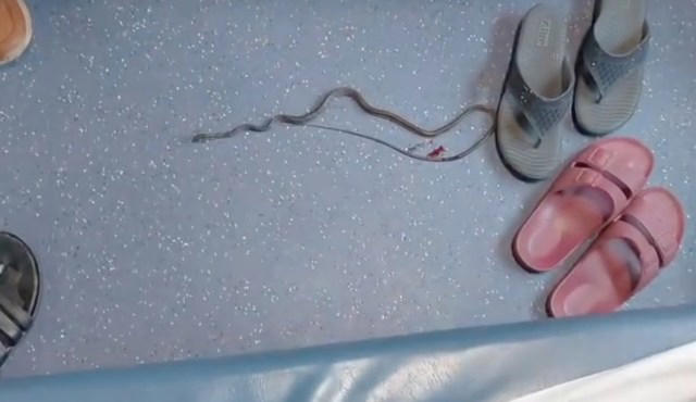 In India, snake in an AC train coach leaves riders rattled as ...