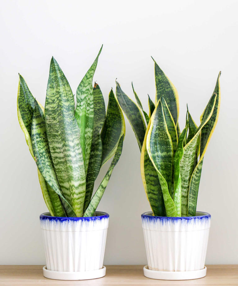 5 Things Your Snake Plant Needs in October to Strong It Glossy and ...