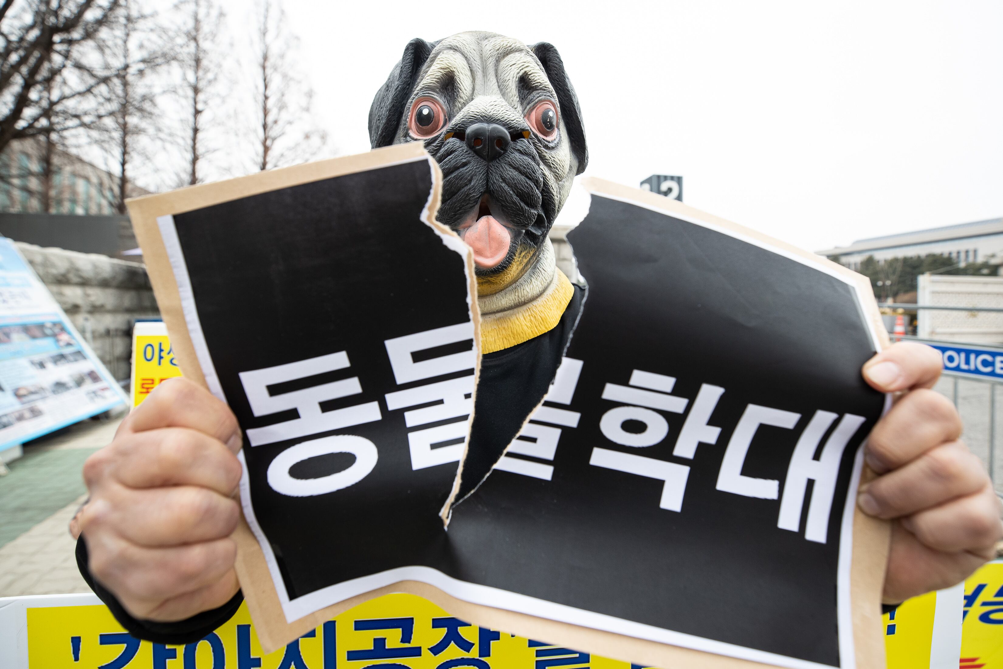 Courts can impose five-year breeding bans for severe animal cruelty