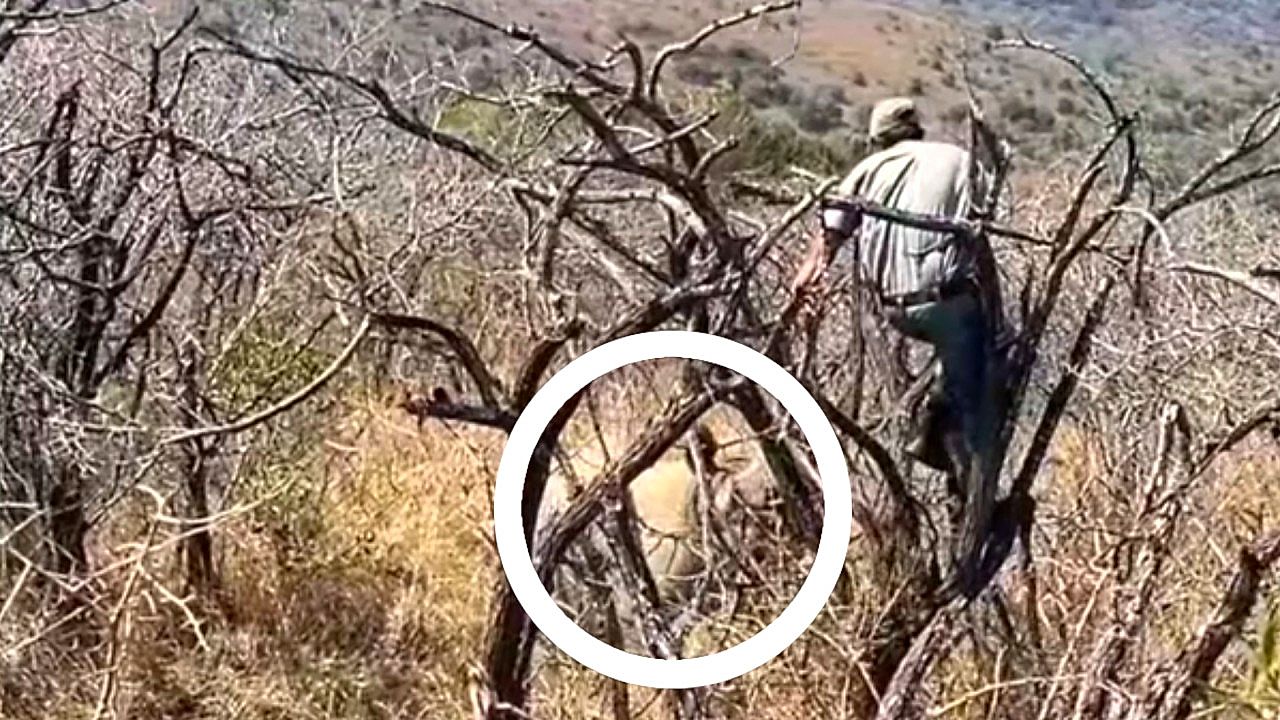 Pregnant rhino sends conservationist scrambling up a tree in South Africa