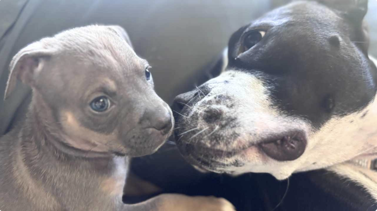 Meet Rascal Rascals: The tiny 4.8 lb puppy looking for love