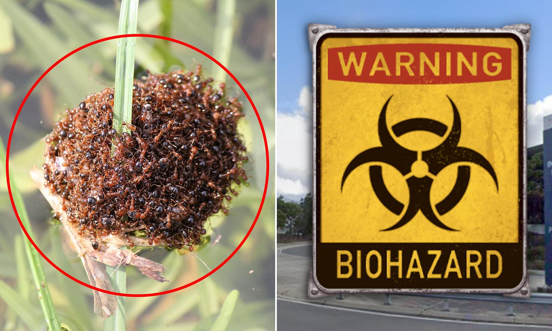 Sydney suburb plunged into biosecurity lockdown after discovery of ...
